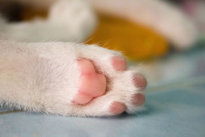 Cropped image of cat paw