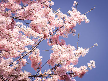 Low angle view of cherry blossom