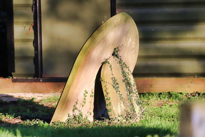 Close-up of wood on field