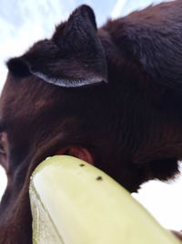 Close-up of human eye