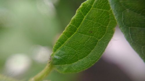 Close-up of leaf