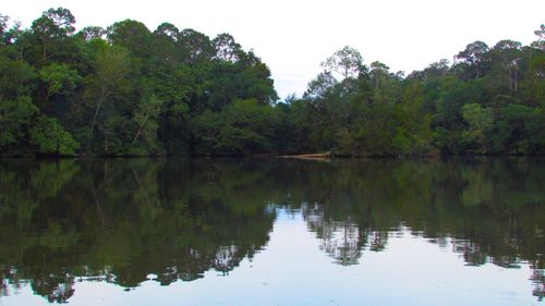 Reflection of trees in water