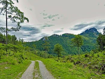 Road amidst plants and trees against sky