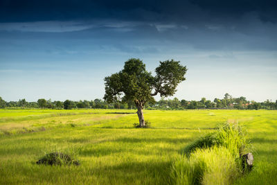 Scenic view of agricultural field against sky