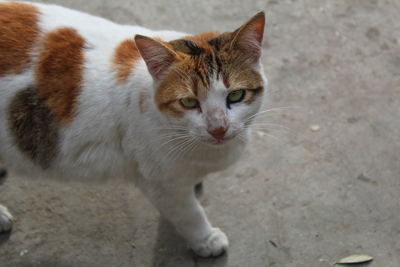 Portrait of ginger cat on footpath