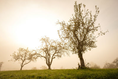 Tree on field against clear sky