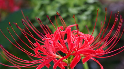 Close-up of red flowering plant
