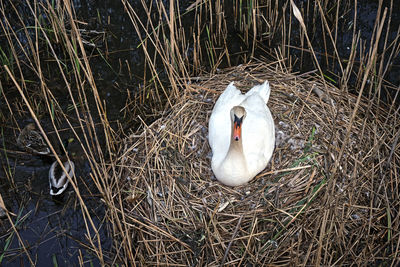 High angle view of bird in nest