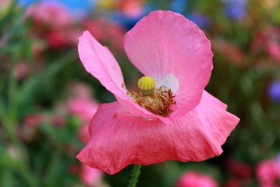 Close-up of pink flower blooming outdoors