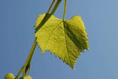 Low angle view of maple leaf against clear blue sky