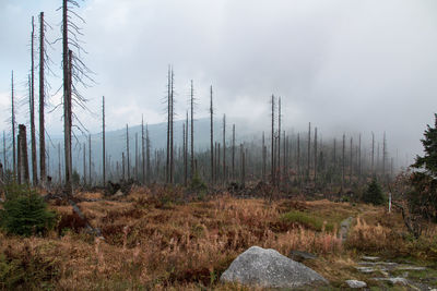 Plants growing on land