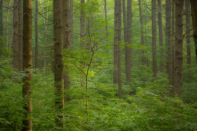 Pine trees in forest