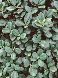 Full frame shot of flowering plants
