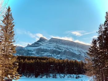 Pine trees on snowcapped mountains against sky