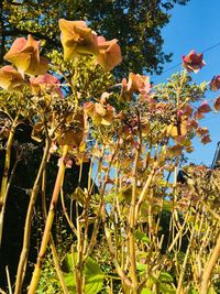 Low angle view of flowers blooming on tree