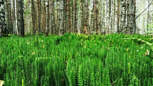 Scenic view of forest