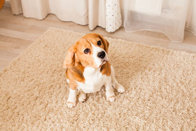 Portrait of dog sitting on floor at home