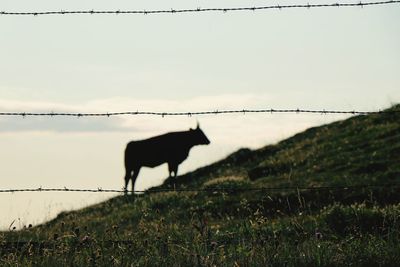 View of a horse on field