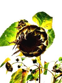 Close-up of sunflower on plant