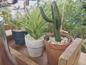 Close-up of potted plant