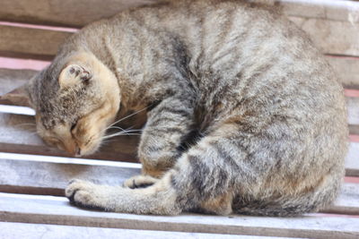 Close-up of a cat sleeping