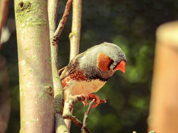 Close-up of bird perching on tree