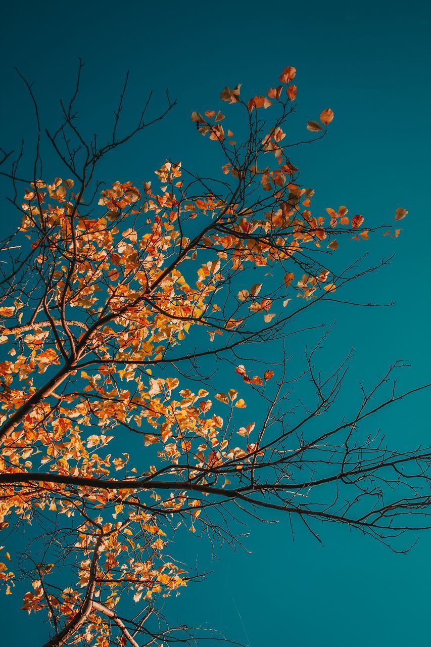 LOW ANGLE VIEW OF TREE AGAINST SKY