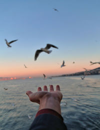 Low angle view of seagulls flying over sea