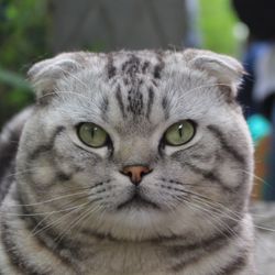 Close-up portrait of cat