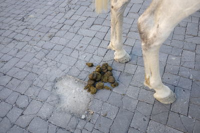 Low section of horse by dung on footpath