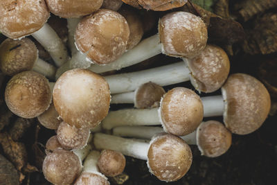 High angle view of mushrooms