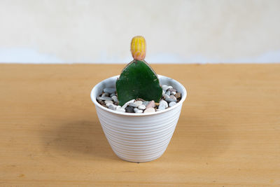 Close-up of succulent plant in bowl on table