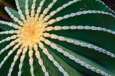 Full frame shot of succulent plant