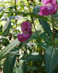 Close-up of pink flowering plant