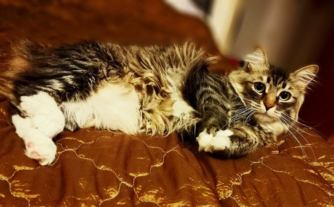 CLOSE-UP OF CAT RESTING ON CARPET