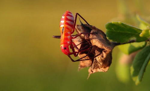 Close-up of insect on leaf