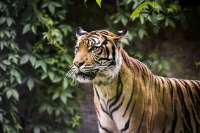 Tiger in a forest