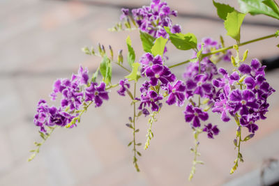 Close-up of purple lavender flowers
