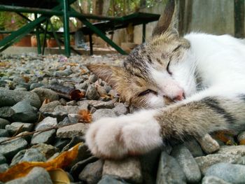 Close-up of cat sleeping on rock