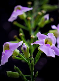 Close-up of flowers blooming outdoors