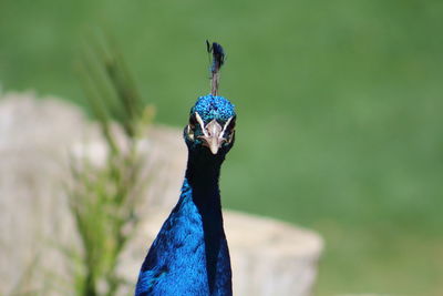 Close-up of peacock on field