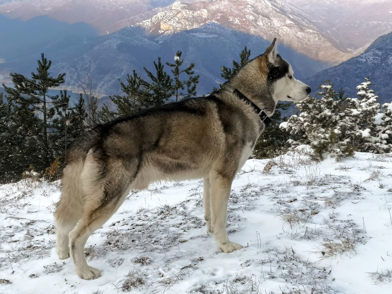 DOG STANDING ON SNOW COVERED FIELD