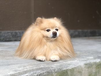 Pomeranian resting in the sun