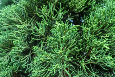 Full frame shot of fresh green plants