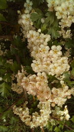 Close-up of white flowering plant