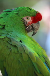 Close up on a military macaw