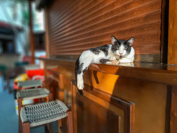 Cat resting on the counter of a bar, zakynthos island, greece