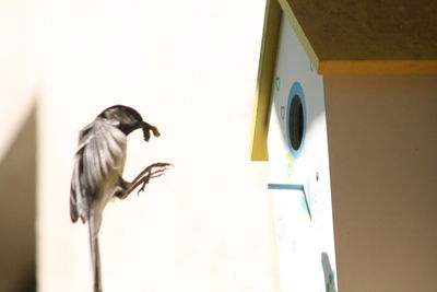 Low angle view of bird perching on wall