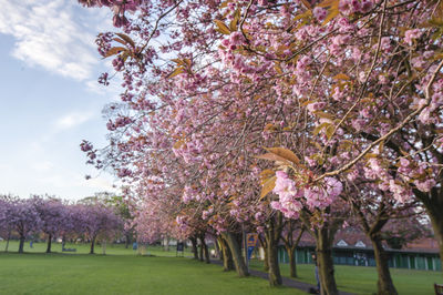 Pink cherry blossoms in park