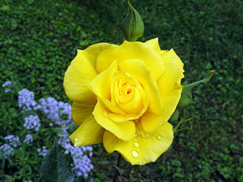 Close-up of yellow flower blooming outdoors